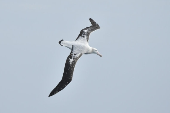 HDS29-25, B Alb Wand DSC_9332_comp © Karl Phillips - Oceanwide Expeditions.jpg