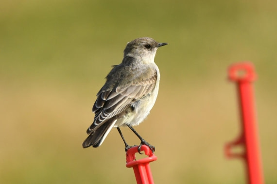 HDS29-25, B BlckFcd GrndTyrnt DSC_4607_comp © Karl Phillips - Oceanwide Expeditions.jpg