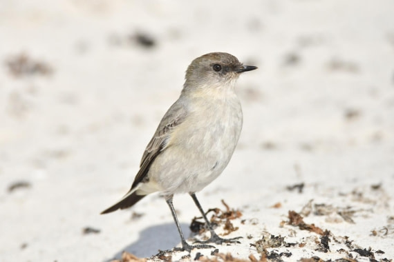 HDS29-25, B BlckFcd GrndTyrnt DSC_5945_comp © Karl Phillips - Oceanwide Expeditions.jpg