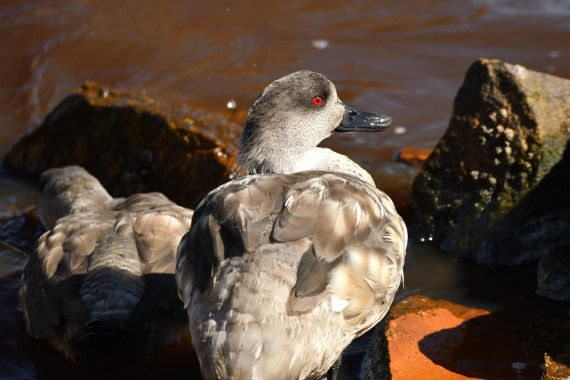 HDS29-25, B Duck Crested DSC_7023_comp © Karl Phillips - Oceanwide Expeditions.jpg
