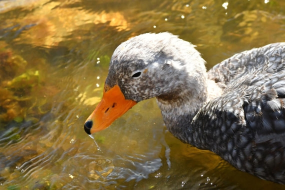 HDS29-25, B Duck FlkSteamr DSC_7087_comp © Karl Phillips - Oceanwide Expeditions.jpg