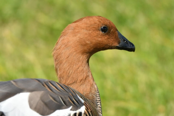 HDS29-25, B Goose Uplnd DSC_7265_comp © Karl Phillips - Oceanwide Expeditions.jpg
