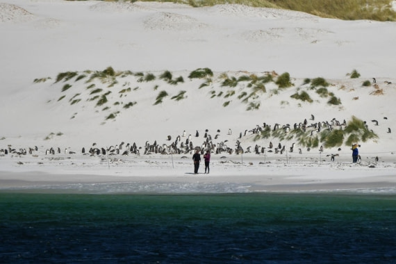 HDS29-25, B Peng mix 4sp DSC_7530_comp © Karl Phillips - Oceanwide Expeditions.jpg