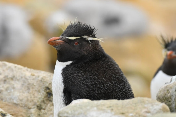 HDS29-25, B Peng SRckHop DSC_3424_comp © Karl Phillips - Oceanwide Expeditions.jpg