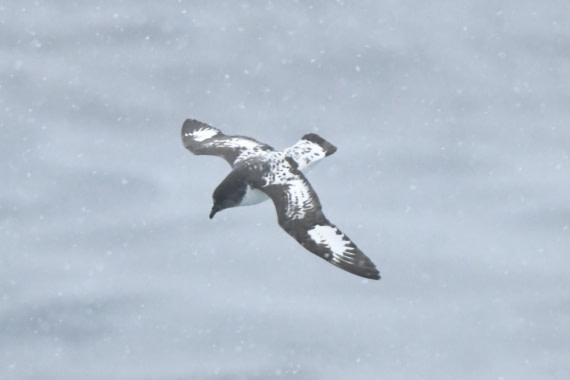 HDS29-25, B Petrl Pntdo DSC_0375_comp © Karl Phillips - Oceanwide Expeditions.jpg