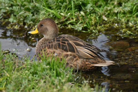 HDS29-25, B Pintail SGrga DSC_0965_comp © Karl Phillips - Oceanwide Expeditions.jpg