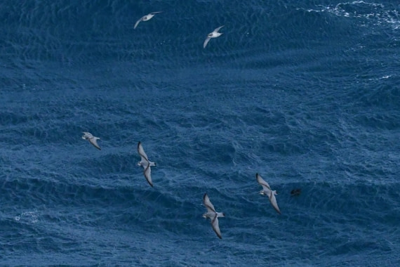 HDS29-25, B Prion TBD DSC_8023_comp © Karl Phillips - Oceanwide Expeditions.jpg