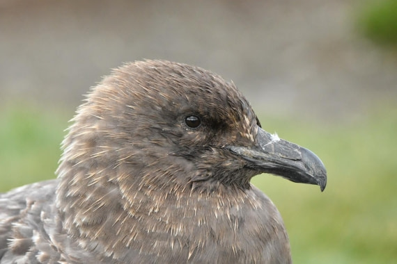 HDS29-25, B Skua Brwn DSC_7595_comp © Karl Phillips - Oceanwide Expeditions.jpg