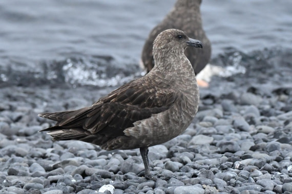 HDS29-25, B Skua TBD DSC_2678_comp © Karl Phillips - Oceanwide Expeditions.jpg