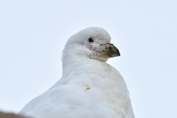 HDS29-25, B SnowSheathbll DSC_2666_comp © Karl Phillips - Oceanwide Expeditions.jpg
