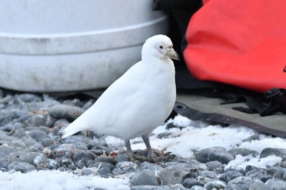 HDS29-25, B SnowSheathbll DSC_2917_comp © Karl Phillips - Oceanwide Expeditions.jpg