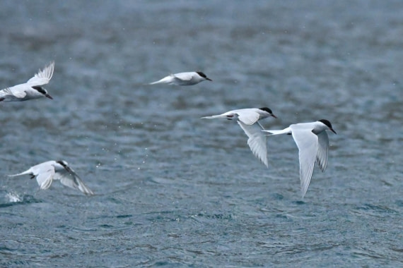 HDS29-25, B Tern Ant DSC_2491_comp © Karl Phillips - Oceanwide Expeditions.jpg