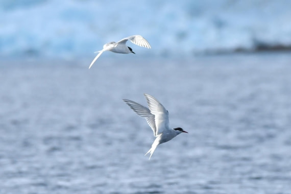 HDS29-25, B Tern Ant DSC_5700_comp © Karl Phillips - Oceanwide Expeditions.jpg