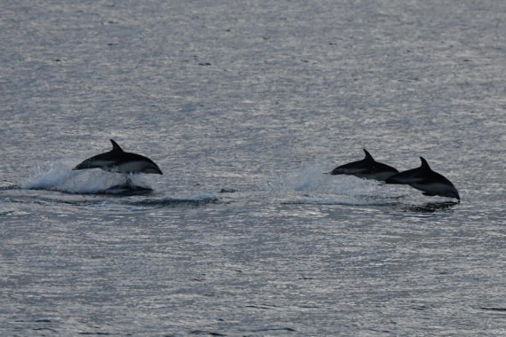 HDS29-25, M C Dolph Dusk DSC_1403_comp © Karl Phillips - Oceanwide Expeditions.jpg