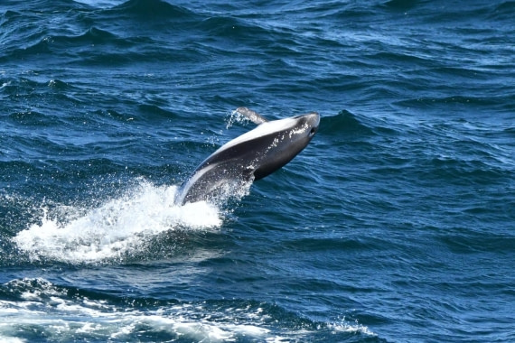 HDS29-25, M C Dolph Peale DSC_7732_comp © Karl Phillips - Oceanwide Expeditions.jpg