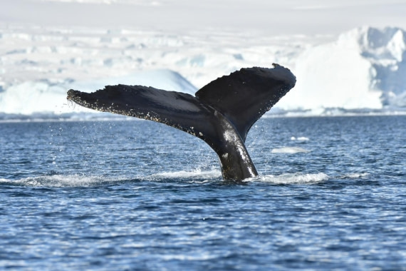 HDS29-25, M C Whal HBack DSC_5601_comp © Karl Phillips - Oceanwide Expeditions.jpg