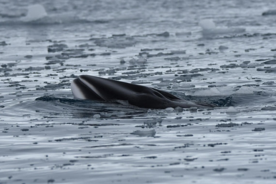 HDS29-25, M C Whal Mink DSC_1810_comp © Karl Phillips - Oceanwide Expeditions.jpg