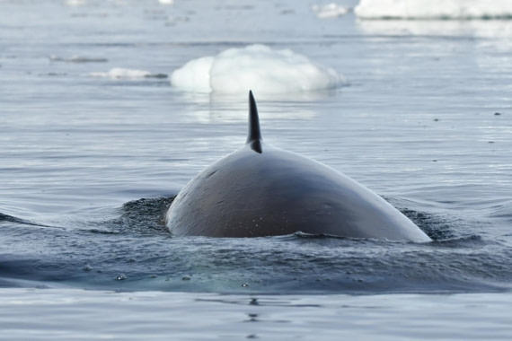 HDS29-25, M C Whal Mink DSC_3918_comp © Karl Phillips - Oceanwide Expeditions.jpg