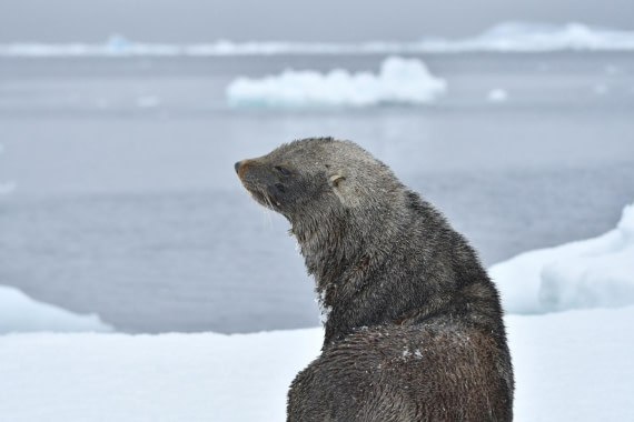 HDS29-25, M P FurSeal DSC_1270_comp © Karl Phillips - Oceanwide Expeditions.jpg