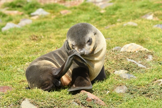 HDS29-25, M P FurSeal DSC_3874_comp © Karl Phillips - Oceanwide Expeditions.jpg