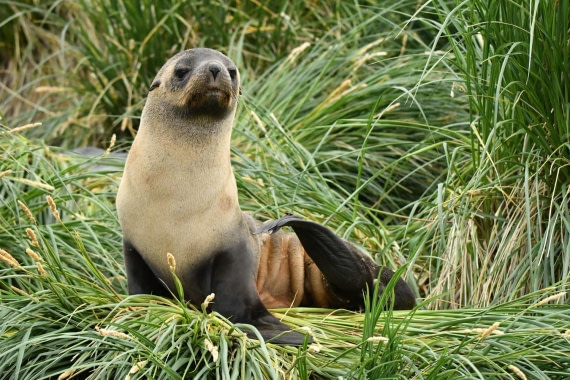 HDS29-25, M P FurSeal DSC_6073_comp © Karl Phillips - Oceanwide Expeditions.jpg