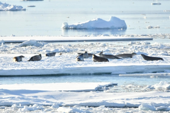 HDS29-25, M P Seal Crab DSC_3847_comp © Karl Phillips - Oceanwide Expeditions.jpg