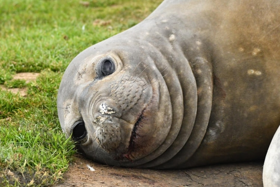 HDS29-25, M P Seal Eleph DSC_1227_comp © Karl Phillips - Oceanwide Expeditions.jpg