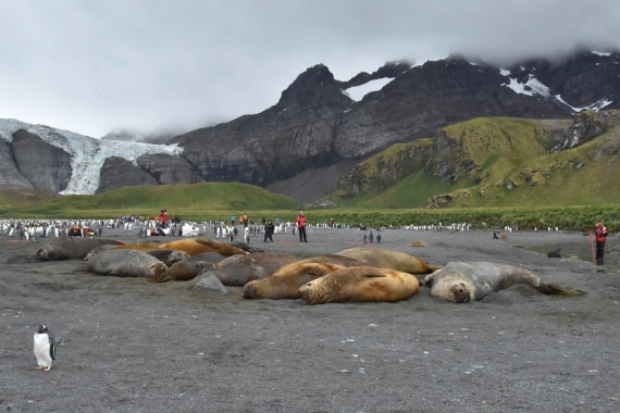 HDS29-25, M P Seal Eleph DSC_6580_comp © Karl Phillips - Oceanwide Expeditions.jpg