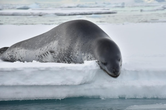 HDS29-25, M P Seal Leop DSC_1298_comp © Karl Phillips - Oceanwide Expeditions.jpg