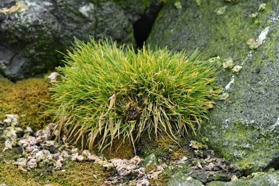 HDS29-25, P AntHairGrass DSC_3383_comp © Karl Phillips - Oceanwide Expeditions.jpg