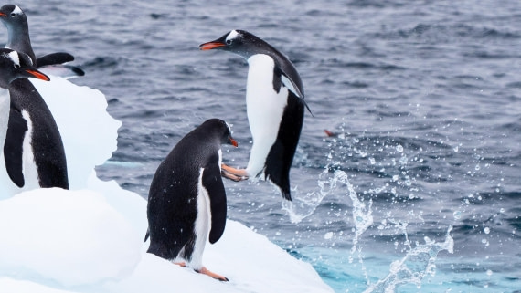 Penguins can't fly, but they can jump