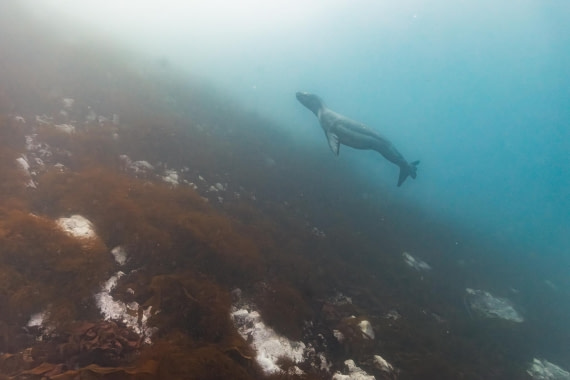 Diving Encounters with a Leopard Seal