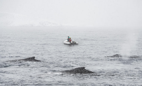 In the company of giants