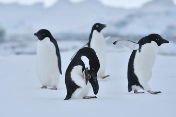 HDS29-25, B Peng Adel DSC_2611_comp © Karl Phillips - Oceanwide Expeditions.jpg