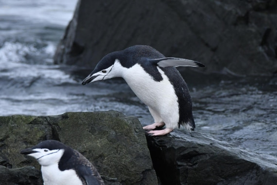 HDS29-25, B Peng Chins DSC_3362_comp © Karl Phillips - Oceanwide Expeditions.jpg