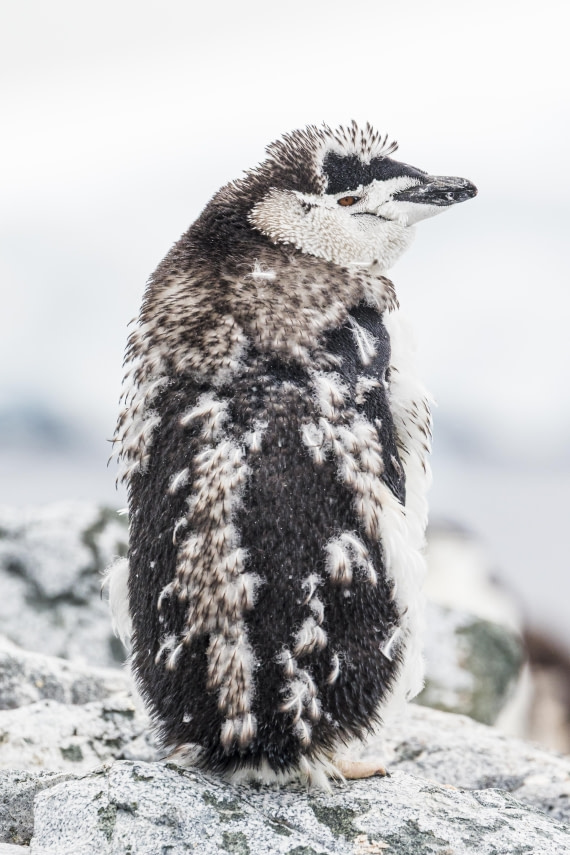 apeacock_HDS28-25_Antarctica_SG-FL_250215-3993.jpg
