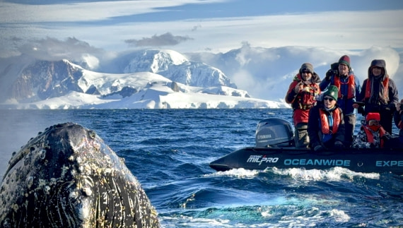 Epic Humpback Whale Close Up Surprise!