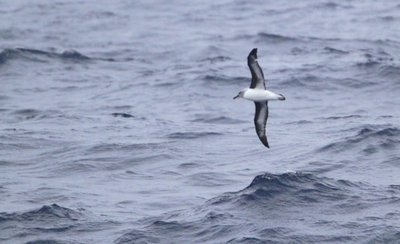 PLA32-25, Day 4, IMG_1633 © Unknown photographer - Oceanwide Expeditions.JPG