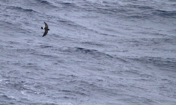 PLA32-25, Day 4, IMG_1640 © Unknown photographer - Oceanwide Expeditions.JPG