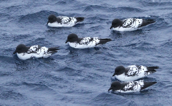 PLA32-25, Day 5, IMG_1763 © Unknown photographer - Oceanwide Expeditions.JPG