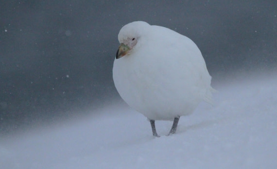 PLA32-25, Day 5, IMG_1846 © Unknown photographer - Oceanwide Expeditions.JPG