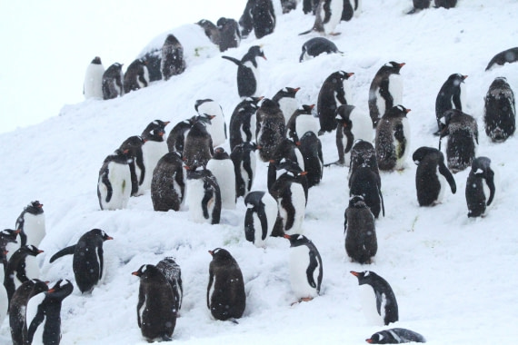 PLA32-25, Day 5, IMG_1956 © Unknown photographer - Oceanwide Expeditions.JPG