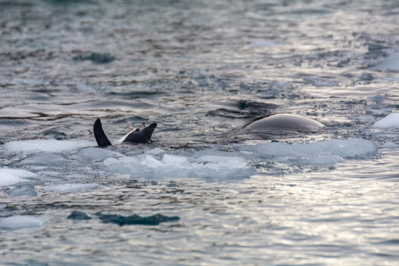 PLA32-25, Day 5, Marco_ (2) © Marco Rosso - Oceanwide Expeditions.jpg
