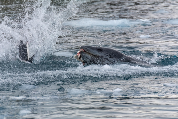 PLA32-25, Day 5, Marco_ (6) © Marco Rosso - Oceanwide Expeditions.jpg