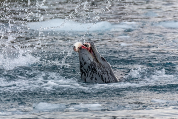PLA32-25, Day 5, Marco_ (7) © Marco Rosso - Oceanwide Expeditions.jpg
