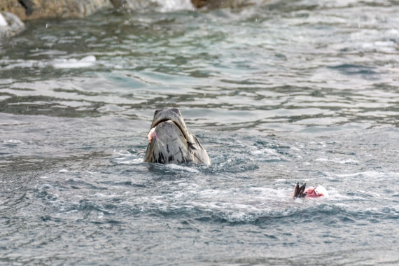 PLA32-25, Day 5, Marco_ (9) © Marco Rosso - Oceanwide Expeditions.jpg
