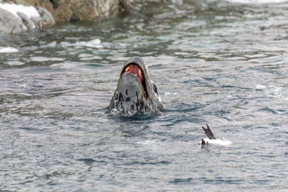 PLA32-25, Day 5, Marco_ (10) © Marco Rosso - Oceanwide Expeditions.jpg
