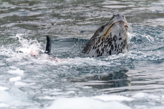 PLA32-25, Day 5, Marco_ (11) © Marco Rosso - Oceanwide Expeditions.jpg