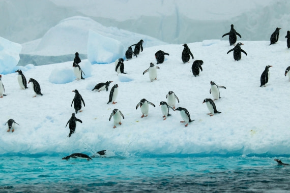 PLA32-25, Day 6, IMG_7679 © Unknown photographer - Oceanwide Expeditions.jpg