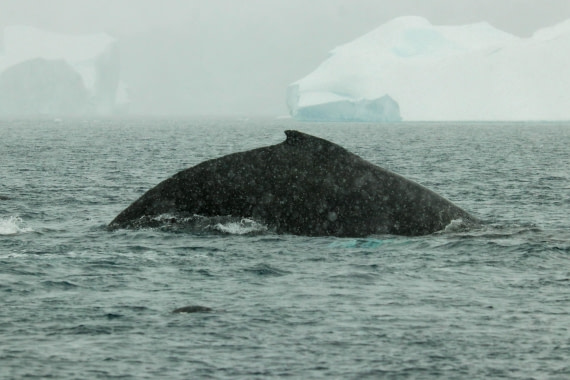 PLA32-25, Day 6, IMG_7728 © Unknown photographer - Oceanwide Expeditions.jpg